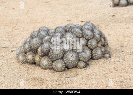 Barrel Kakteen (maihueniopsis Columna alba) Alle nach Norden ausgerichtet, die durch die Mittagssonne zu minimieren. Pan de Azucar Nationalpark, Chile. Stockfoto