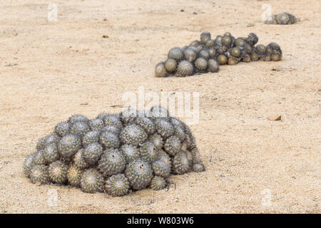 Barrel Kakteen (maihueniopsis Columna alba) Alle nach Norden ausgerichtet, die durch die Mittagssonne zu minimieren. Pan de Azucar Nationalpark, Chile. Stockfoto