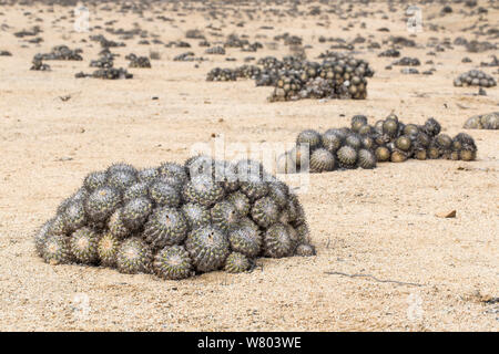 Barrel Kakteen (maihueniopsis Columna alba) Alle nach Norden ausgerichtet, die durch die Mittagssonne zu minimieren. Pan de Azucar Nationalpark, Chile. Stockfoto