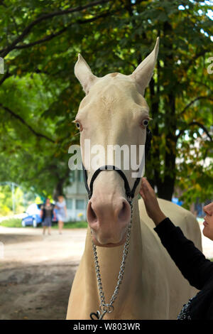 Porträt einer ACHALTEKKINER-teke Horse Stockfoto