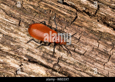 Gemeinsame kardinal Käfer (Pyrochroa serraticornis) Erwachsenen. Nottingham, England, UK, Mai. Stockfoto