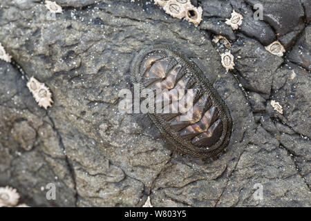Chiton (Chiton granosus) auf felsigen Ufer, Chanaral, Chile. Stockfoto