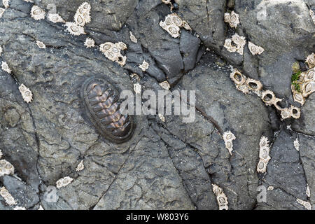 Chiton (Chiton granosus) auf felsigen Ufer, Chanaral, Chile. Stockfoto