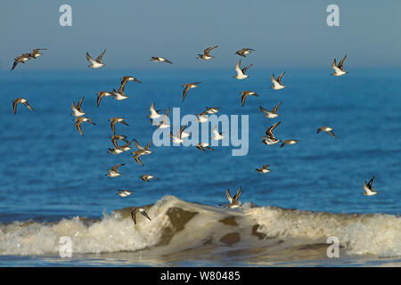 Strandläufer (Calidris alpina) Herde im Flug, Titchwell, Norfolk, England, Großbritannien, Februar. Stockfoto