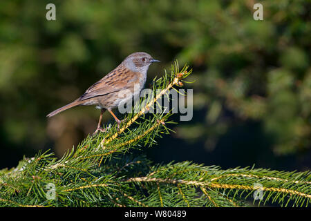 Dunnock (Phasianus colchicus) auf Nadelbaum, Norfolk, England, UK, April thront. Stockfoto