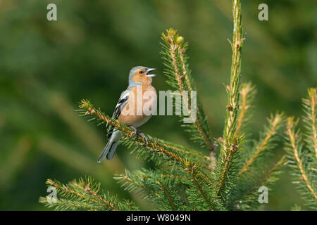 Buchfink (Fringilla coelebs) männlichen Gesang, Norfolk, England, UK, April. Stockfoto