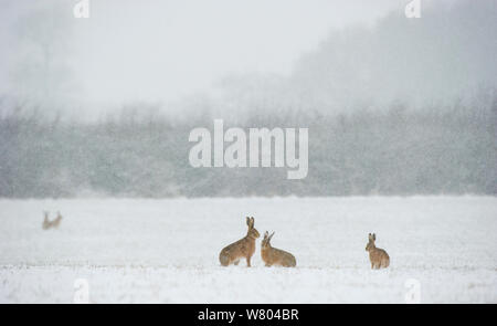 Feldhase (Lepus europaeus) vier Erwachsene im Schnee bedeckt bei einer Schnee fallen. Derbyshire, Großbritannien, März. Stockfoto