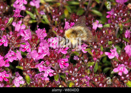 Gemeine Heidelibelle (Bombus pascuorum) Arbeitnehmer Fütterung auf Thymian (Thymus) Blume im Garten Cheshire, England, UK. Juni. Stockfoto