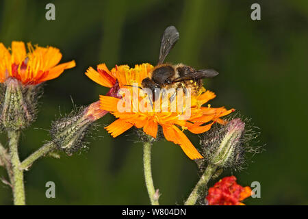 Wolle - carder Biene (Anthidium manicatum) Fütterung auf Orange Habichtskraut (Hieracium aurantiacum) im Garten Cheshire, England, UK. Juni. Stockfoto