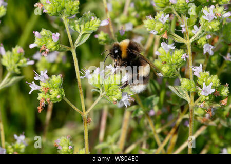 White-tailed Hummel (Bombus lucorum) männliche Fütterung auf Oregano (Origanum vulgare) im Garten Cheshire, England, UK. Juli. Stockfoto