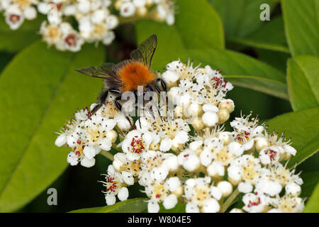 Baum Hummel (Bombus hypnorum) Fütterung auf Baum Hummel (Bombus hypnorum) Fütterung mit Cotoneaster Blume im Garten Cheshire, England, UK. Juni. Stockfoto