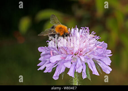 Baum, Hummel (Bombus hypnorum) Fütterung auf Feld-witwenblume (Knautia arvensis) im Garten Cheshire, England, UK. Juni. Stockfoto