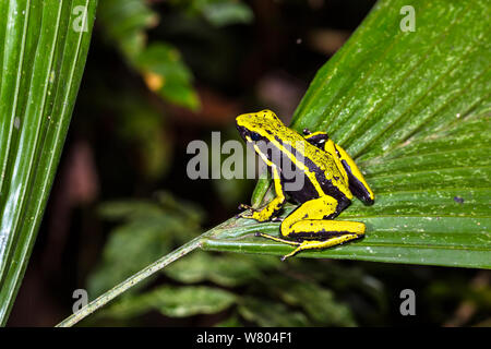 Drei-gestreiften Pfeilgiftfrosch (Ameerega trivittata) Panguana finden, huánuco Provinz, Amazonas, Peru. Stockfoto