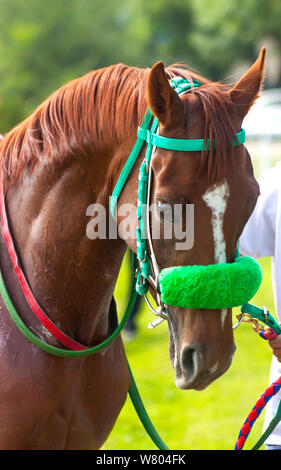 Porträt einer ACHALTEKKINER-teke Horse Stockfoto