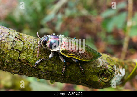 Metallische Holz langweilig Käfer (Euchroma gigantea) im Regenwald, Panguana finden, huánuco Provinz, Amazonas, Peru. Stockfoto