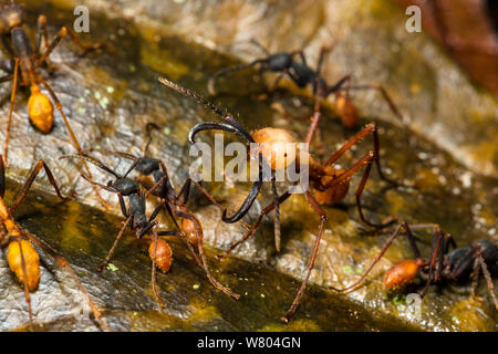 Armee ant (Eciton burcellii) Soldaten durch Arbeitnehmer umgeben, Panguana finden, huánuco Provinz, Amazonas, Peru. Stockfoto