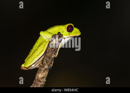 Tarsier leaf Frog (Phyllomedusa Panguana tarsius) Finden, huánuco Provinz, Amazonas, Peru. Stockfoto