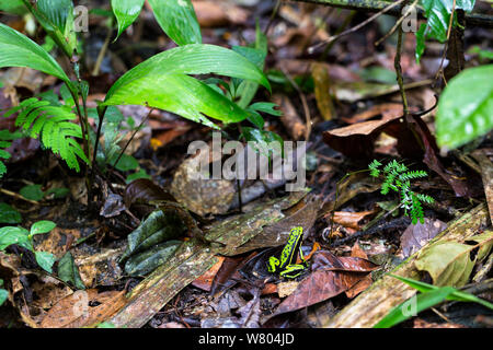 Drei-gestreiften Pfeilgiftfrosch (Ameerega trivittata) Panguana finden, huánuco Provinz, Amazonas, Peru. Stockfoto