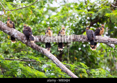 Hoatzins (Opisthocomus hoazin) Gruppe auf Zweig, Regenwald thront, Panguana finden, Peru. Stockfoto