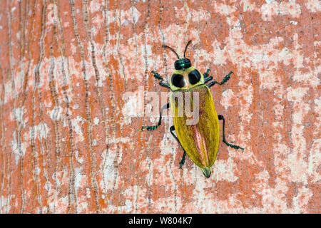 Ceibaborer Käfer (Euchroma gigantea) Panguana finden, huánuco Provinz, Amazonas, Peru. Stockfoto