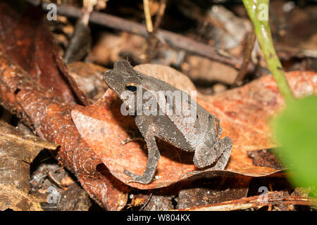 Südamerikanische Erdkröte (Rhinella margaritifera) auf Waldboden, Panguana finden, huánuco Provinz, Amazonas, Peru. Stockfoto