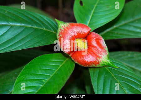 Entzündungen im Mund Blumen (Cephaelis tomentosa) Panguana finden, huánuco Provinz, Amazonas, Peru. Stockfoto