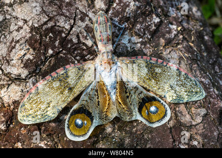 Laterne bug (Fulgora laternaria) Tambopata Fluss Tambopata National Reserve, Peru. Stockfoto