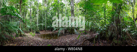 Tiefland-Regenwald, durchgeschwitzt Reserve, Huanuco Provinz, Amazonas, Peru. Stockfoto