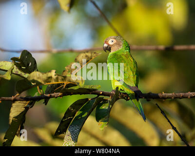 Dusky-headed parakeet (Aratinga weddellii) im Regenwald, Panguana finden, Huanuca Provinz, Amazonas, Peru. Stockfoto