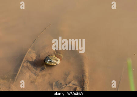 Braun-gebänderten Wasser Schlange (helicops Angulatus) im Fluss, Panguana finden, huánuco Provinz, Amazonas, Peru. Stockfoto