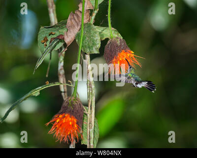 Grau-breasted sabrewing (Campylopterus largipennis) Fütterung auf Regenwald Blumen, Panguana finden, Huanuca Provinz, Amazonas, Peru. Stockfoto