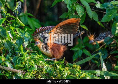 Hoatzins (Opisthocomus hoazin) im Regenwald, Panguana finden, Peru. Stockfoto