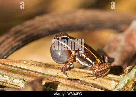 Brillant - thighed Pfeilgiftfrosch (Allobates Aortenprothesen) Ruft mit Vocal sac aufgeblasen. Panguana finden, huánuco Provinz, Amazonas, Peru. Stockfoto
