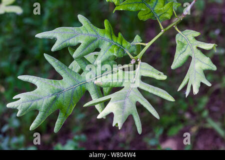 Pyrenäen Eiche (Quercus pyrenaica) Blätter, Prades Berggebiet von natürlichen Interesse. Tarragona, Katalonien, Spanien, Juni. Stockfoto