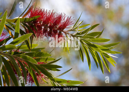 Weinend bottlebrush Baum (Callistemon viminalis) kultivierte Pflanze in Australien auftritt. Stockfoto