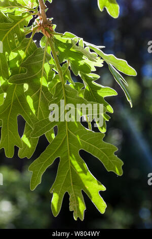 Pyrenäen Eiche (Quercus pyrenaica) Blätter, Prades Bergregion natürliches Interesse, Tarragona, Katalonien, Spanien, Mai. Stockfoto
