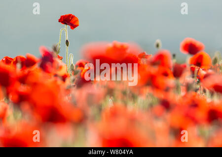 Gemeinsame Mohn (Papaver rhoeas) mit Hintergrundbeleuchtung im Abendlicht, Crantock, Newquay, Cornwall, England. Juni 2015. Stockfoto