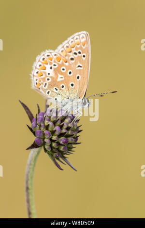 Gemeinsame blauer Schmetterling (Polyommatus icarus) ruht auf Scabious (Scabiosa colombaria) Blüte, Volehouse Farm, Devon, Großbritannien. August 2014. Stockfoto