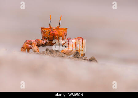 Galapagos ghost Crab (Ocypode Gaudichaudii) Espumilla Strand, Santiago, Galapagos, Ecuador. Mai. Stockfoto