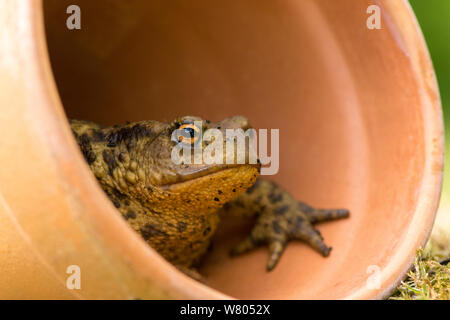 Erdkröte (Bufo bufo), Zuflucht in Blumentopf, Cornwall, UK. Mai 2015. Stockfoto