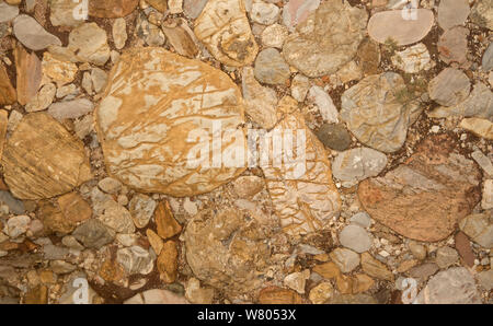 Leesburg Konglomerat rock, sedimentäre polymiktisch Konglomerat. Im Rift Valley, die gebildet werden, wenn die Afrikanische Platte split aus der Nordamerikanischen Platte in der Trias, in der Nähe von Leesburg, Virginia, USA, gefunden. Stockfoto