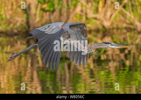 Great Blue Heron (Ardea herodias) im Flug über Wasser bei Sonnenuntergang, Everglades National Park, Florida, USA, März. Stockfoto