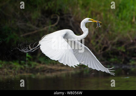 Silberreiher (Ardea Alba) ausziehen mit Fisch Beute im Mund, Myakka River State Park, Florida, USA, März. Stockfoto