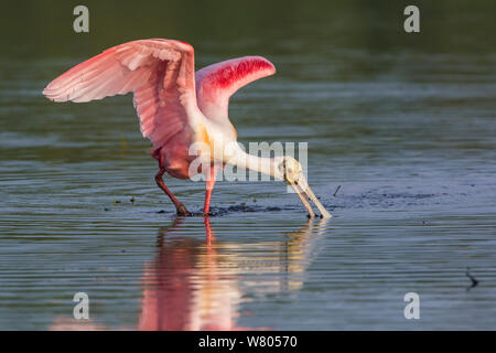 Rosalöffler (Platalea ajaja) Ernährung Myakka River State Park, Florida, USA, März. Stockfoto