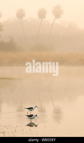 Schwarz geflügelte Stelzenläufer (Himantopus Himantopus) bei Sonnenaufgang auf See, Ranthambhore Tiger Reserve, Indien. Stockfoto