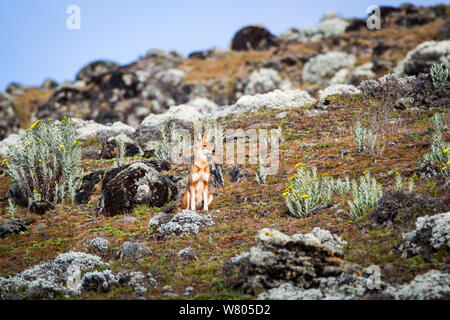 Äthiopische Wolf (Canis simensis) Sub - Erwachsene Wolf in der Nähe von Den, Äthiopien sitzen. Stockfoto