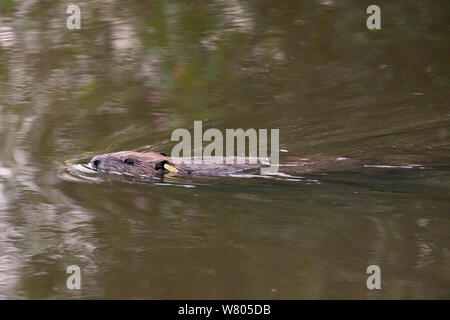 Eurasischen Biber (Castor Fiber) erwachsene Frau mit Ohrmarken, Schwimmen auf dem Fluss, in der Nähe von Otter, wo sie durch das Devon Wildlife Trust, Devon, UK, August 2015 freigegeben wurde. Stockfoto