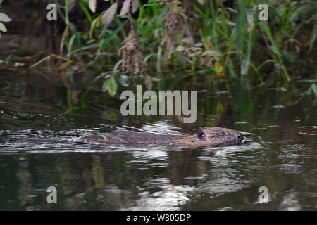 Junge eurasischen Biber (Castor Fiber) Kit schwimmen. Wild Kit im Fluss Otter geboren, während Devon Biber-Studie, die von der Devon Wildlife Trust verwaltet. Devon, UK, August 2015. Stockfoto