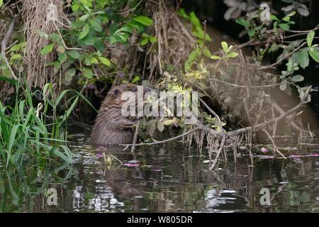 Junge eurasischen Biber (Castor Fiber) Fütterung auf einer Weide Zweig überragend den Fluss Otter bei Dämmerung, Teil einer Freigabe von der Devon Wildlife Trust, Devon, England, UK, August 2015 verwaltet. Stockfoto