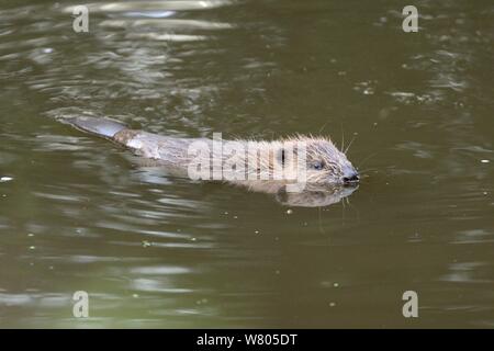 Junge eurasischen Biber (Castor Fiber) kit Schwimmen in der Dämmerung, in der Wildnis geboren am Fluss Otter, Teil einer Freigabe von der Devon Wildlife Trust, Devon, England, UK, August 2015 verwaltet. Stockfoto